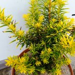 Tis japonský (Taxus cuspidata) ´AURESCENS´ - výška 20-30 cm, kont. C3L